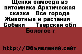 Щенки самоеда из питомника Арктическая сказка - Все города Животные и растения » Собаки   . Тверская обл.,Бологое г.